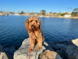 Charlie | Goldendoodle | Downey, CA | In-Training
