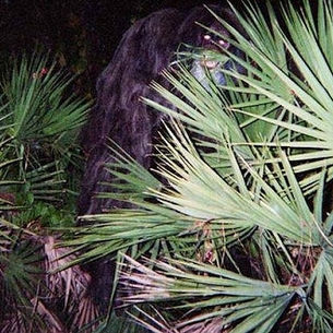 The Florida Skunk Ape: A Deep Dive into Florida’s Most Elusive Legend