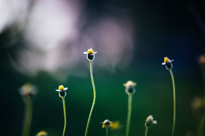 How will you grow?