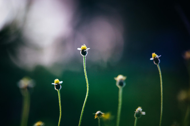 How will you grow?