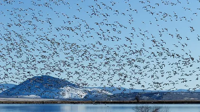 Aves Migratórias