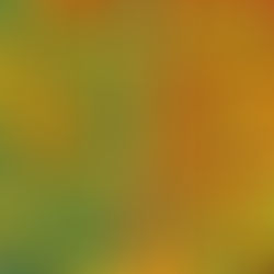 MDS Rugoso e MDS Limpo