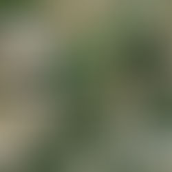 Corrigindo Pixels Zerados no ArcGIS