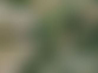 Corrigindo Pixels Zerados no ArcGIS