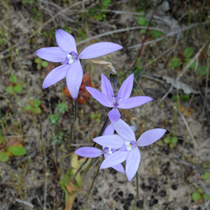 Wax Lip Orchid