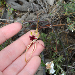 Green Comb Spider Orchid