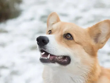 Unleashing Potential: Turning Your Passion for Dogs into Profit