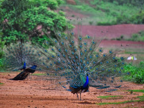 Interesting facts and fiction about peacocks and their role in American culture