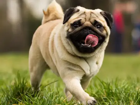 Understanding the Basics of Canine Diet with a Dog Nutrition Specialist