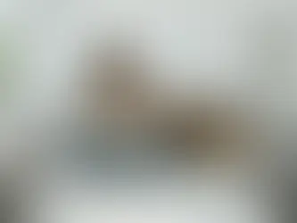 The Benefits of Premium Pet Nutrition: A Comprehensive Guide