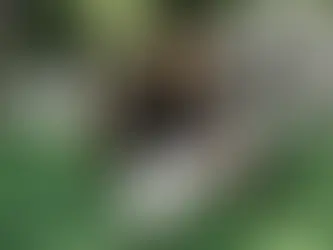 How Can I Start a Pet-Friendly Business from Home?