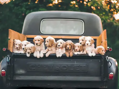 From Puppies to Seniors: Age-Specific Pet Nutrition Advice for Every Stage of Your Dog's Life