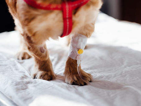 Customizing Your Vitality IV Therapy Experience: What You Need to Know