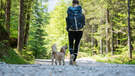 Boosting Your Pet's Health with Holistic Care
