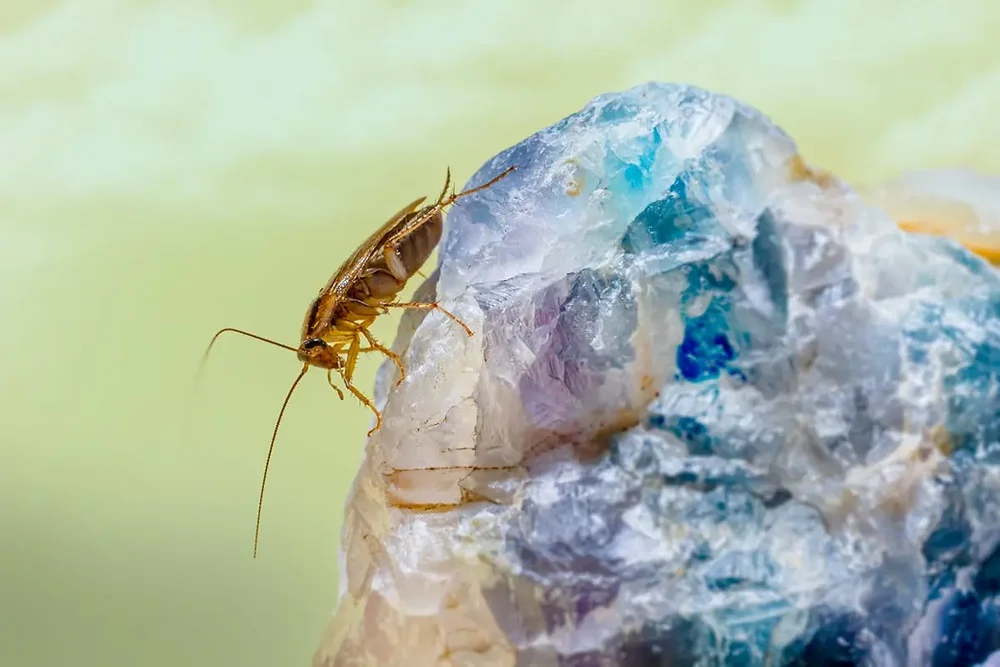 Cockroach Cdc Expert Tips for Preventing Infestations: Beyond Cockroach Extermination