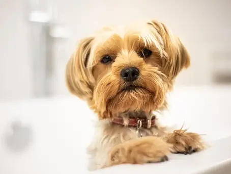 The Ultimate Guide to Making Your Dog Business More Profitable