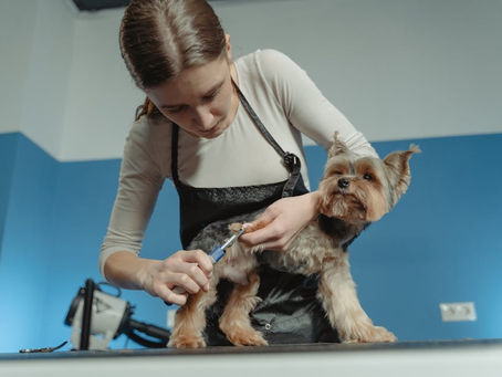 7 Dog Business Ideas for Animal Lovers Looking to Boost Their Income