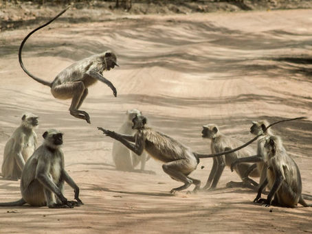 Unveiling the Mystery: The Fascinating World of Creature Videos
