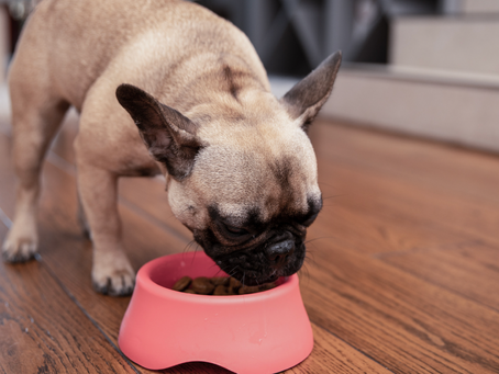 The Importance of Premium Nutrition for Your Pets