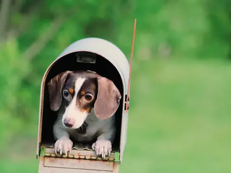 From Dog Lover to Entrepreneur: How to Provide Essential Pet Nutrition Advice