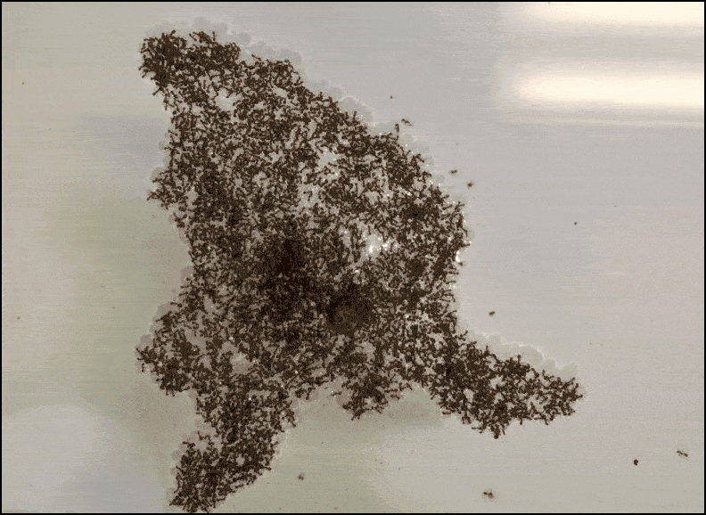 raft with border.gif