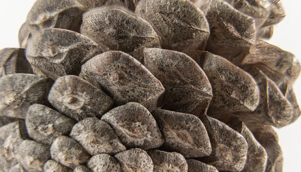 Pine cone (Pinus hartwegii)