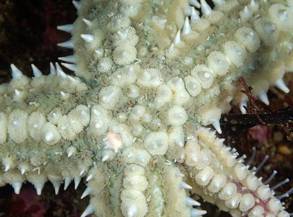 Patrick the Starfish