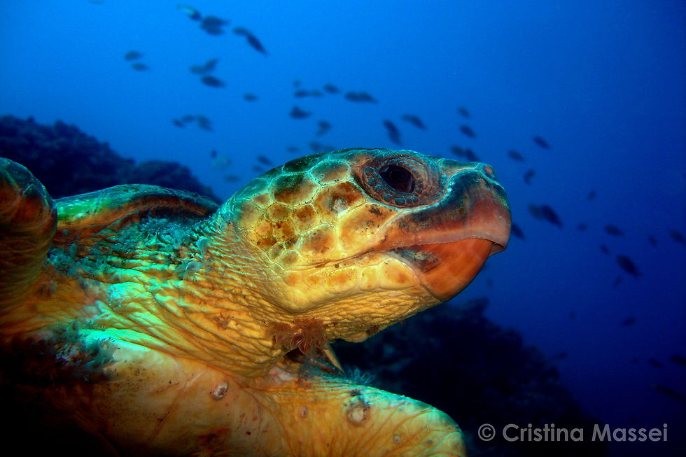 LOGGERHEAD TURTLE
