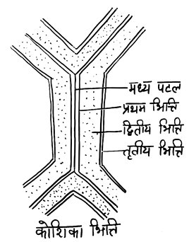 koshika bhitti