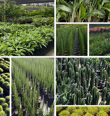 plant procurement