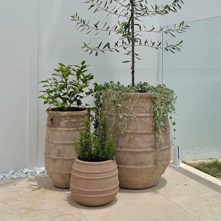 terracotta pot cluster with mediterranean plants