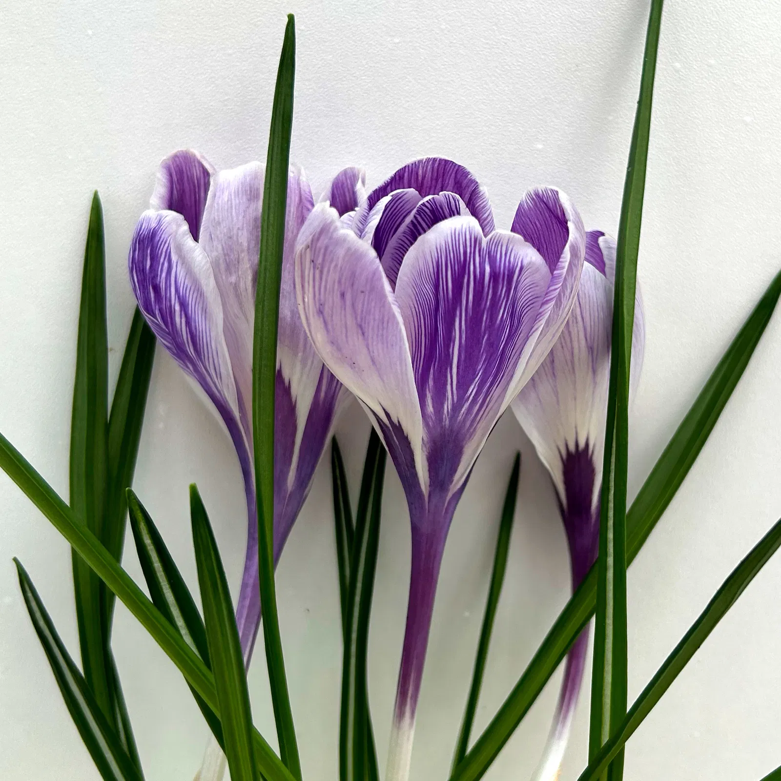 Lila-weiß gestreifte Minikrokusse