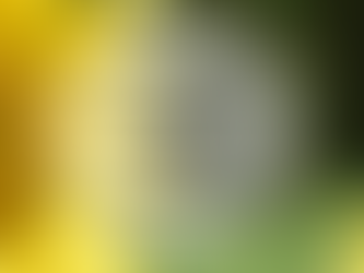 Sonnenblumen