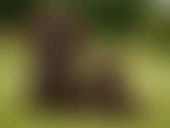 mother and son cocker spaniels from greavesamor sitting side by side in a green field