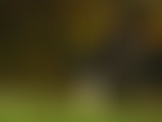 The Best Places for Structured Dog Walks: A Trainer’s Guide to Calm, Balanced Dogs