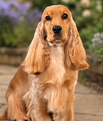 istockphoto-144331422-612x612.jpg