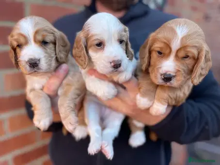 3 puppies from greavesamor cocker spaniels