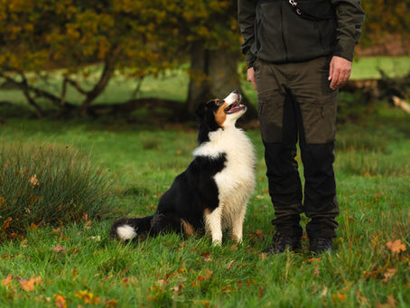 How to Build a Well-Mannered Dog: A Balanced Training Approach That Works