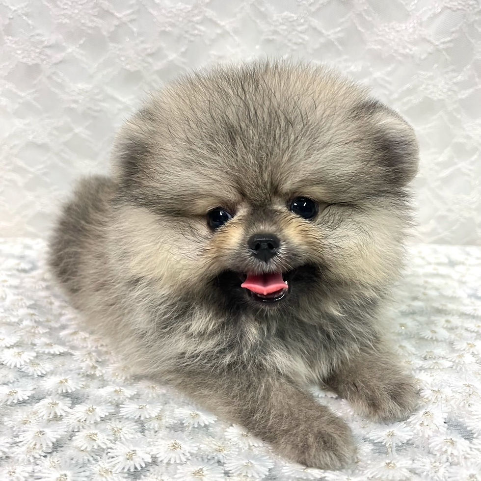 サムネイル： 甘えん坊なポメラニアンのポメラニアンの男の子⭐︎