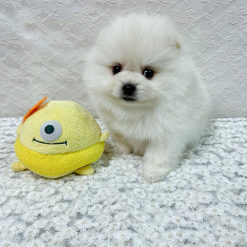 サムネイル： まんまるお顔のふわもこポメラニアンの男の子⭐︎