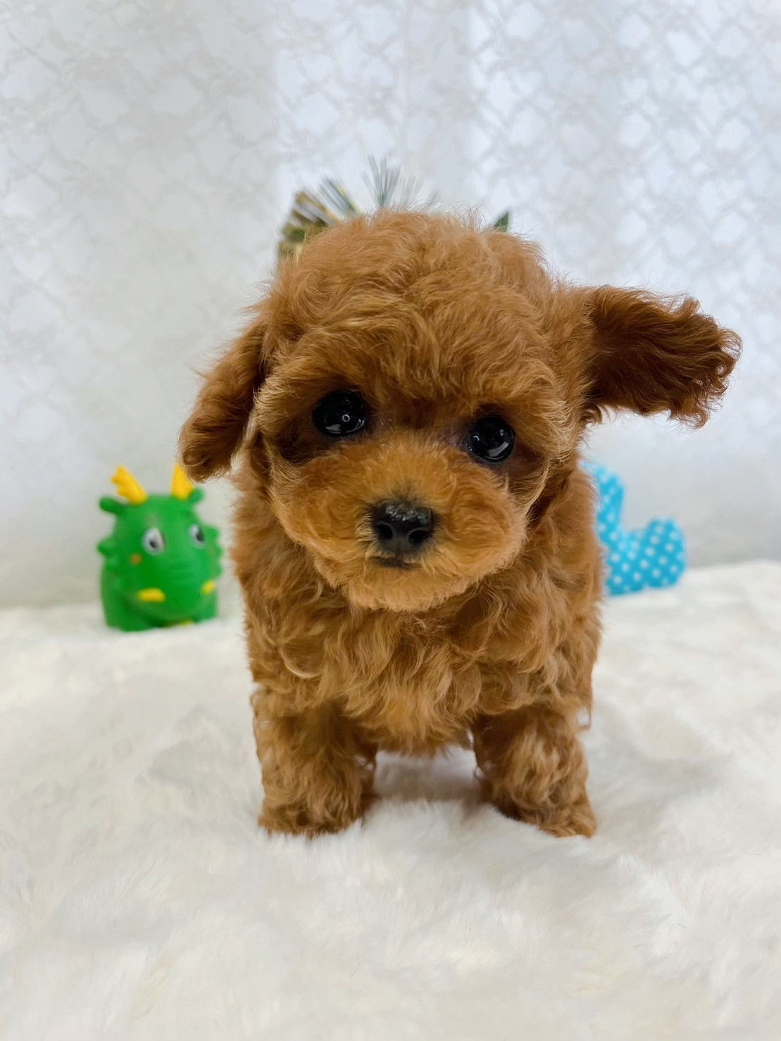 短いあんよが可愛いトイプードルの男の子⭐︎