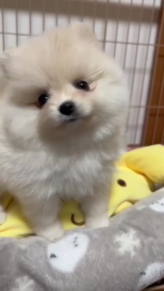 サムネイル： フワモコボディのポメラニアンの女の子♡