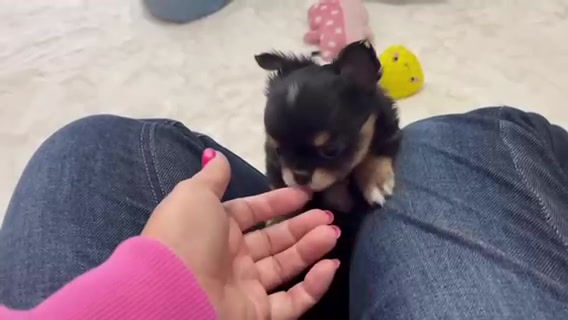 サムネイル： ムチムチコロコロボディのチワワの男の子⭐︎