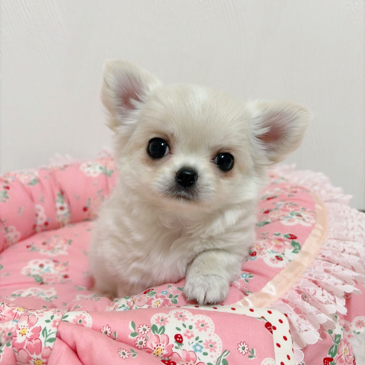 おめめクリクリでキュートなチワワの女の子♡