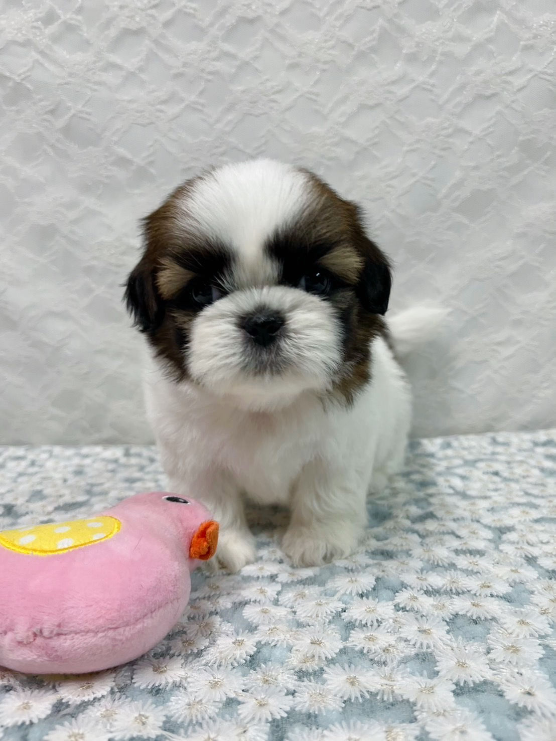 くりくりお目目のシーズーの女の子♡