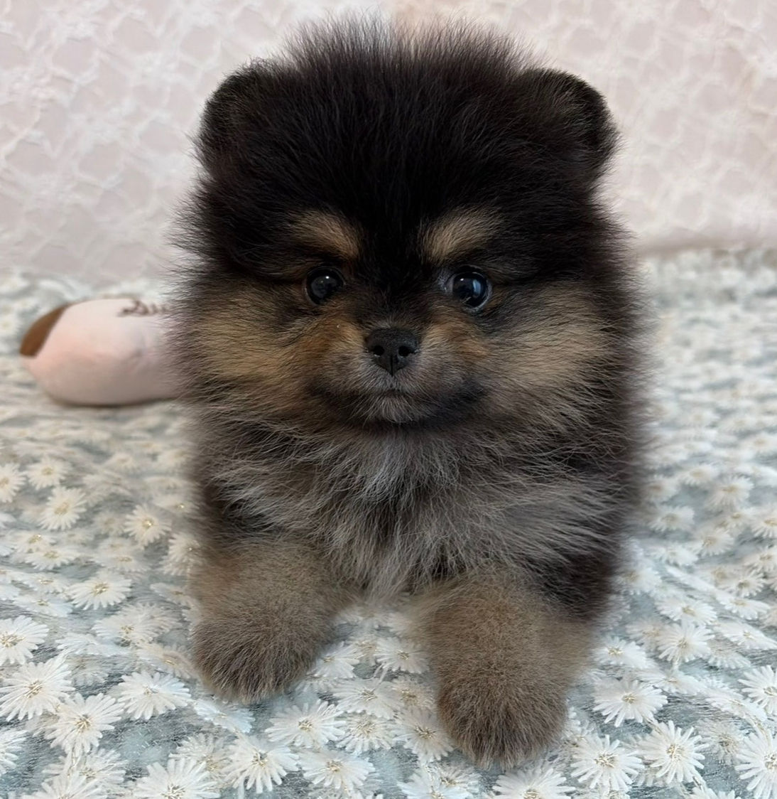 もこもこ可愛いポメラニアンの女の子♡