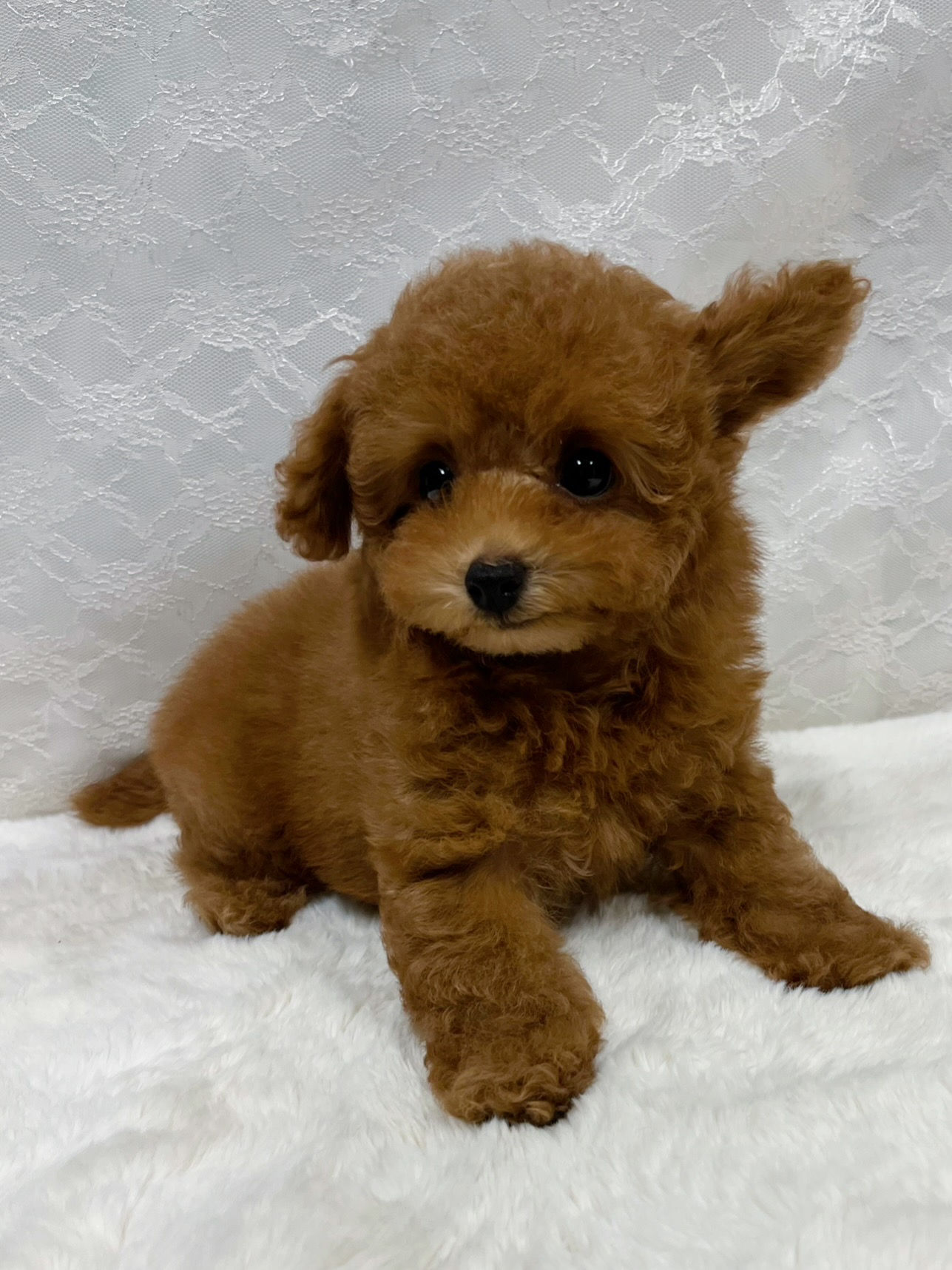 くりくりお目目がチャームポイント☆トイプードルの男の子☆