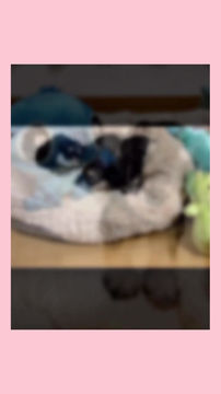 サムネイル： 仲良しミニチュアシュナウザー兄弟の三男くん⭐︎