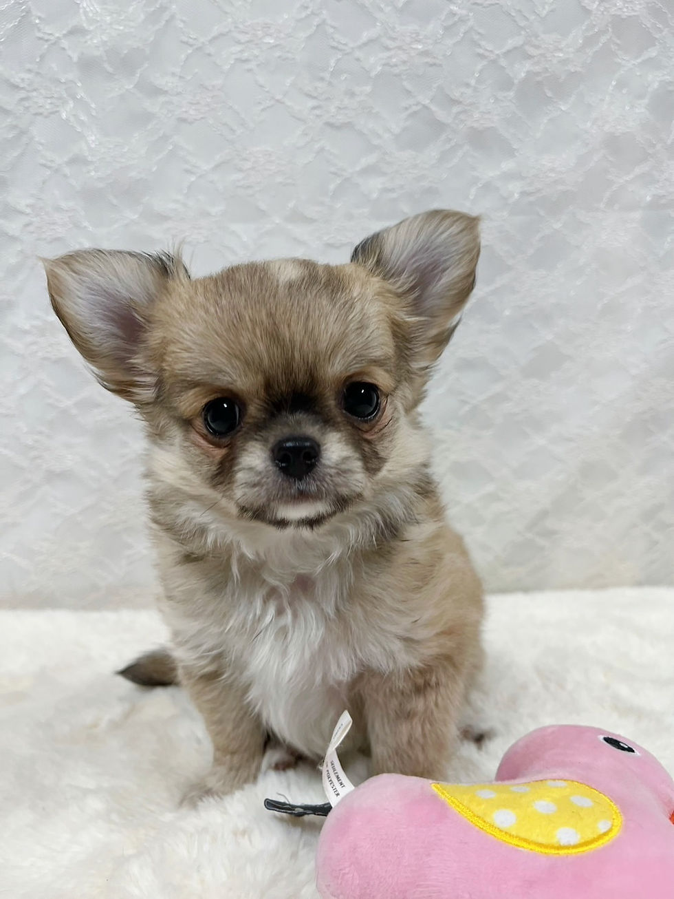 サムネイル： くりくりお目目のチワワの女の子♡