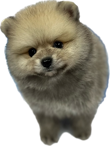 thumbnail_image0 (3).png